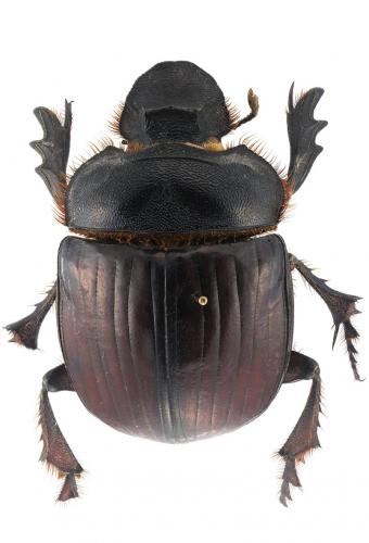 Heliocopris antenor